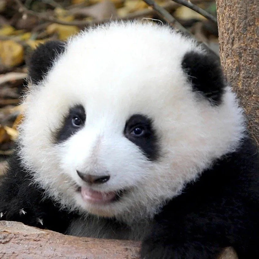 Cute Panda | Top 10 Cute Panda in the WorldTop 10 Cute Panda Toys | Ultimate Guide for BuyersTop 10 Cute Panda Toys | Ultimate Guide for Buyers - copy